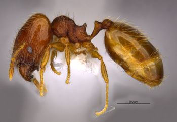 Media type: image;   Entomology 36178 Aspect: habitus lateral view